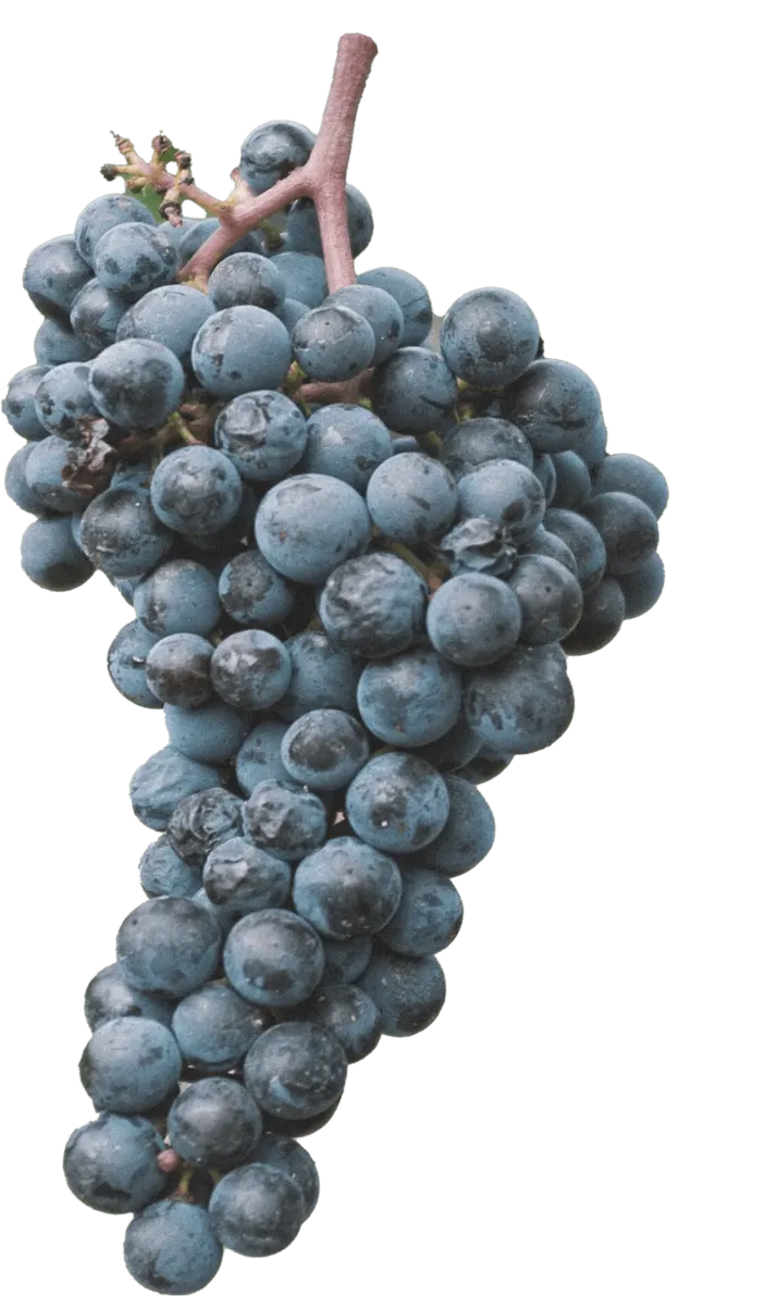 TOZOT grape